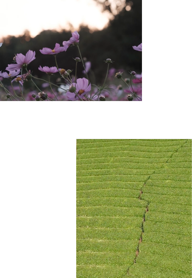 日本の原風景とコスモス