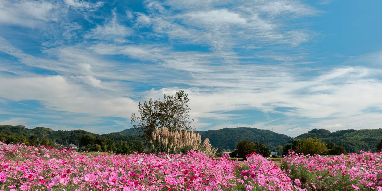 日本の原風景とコスモス
