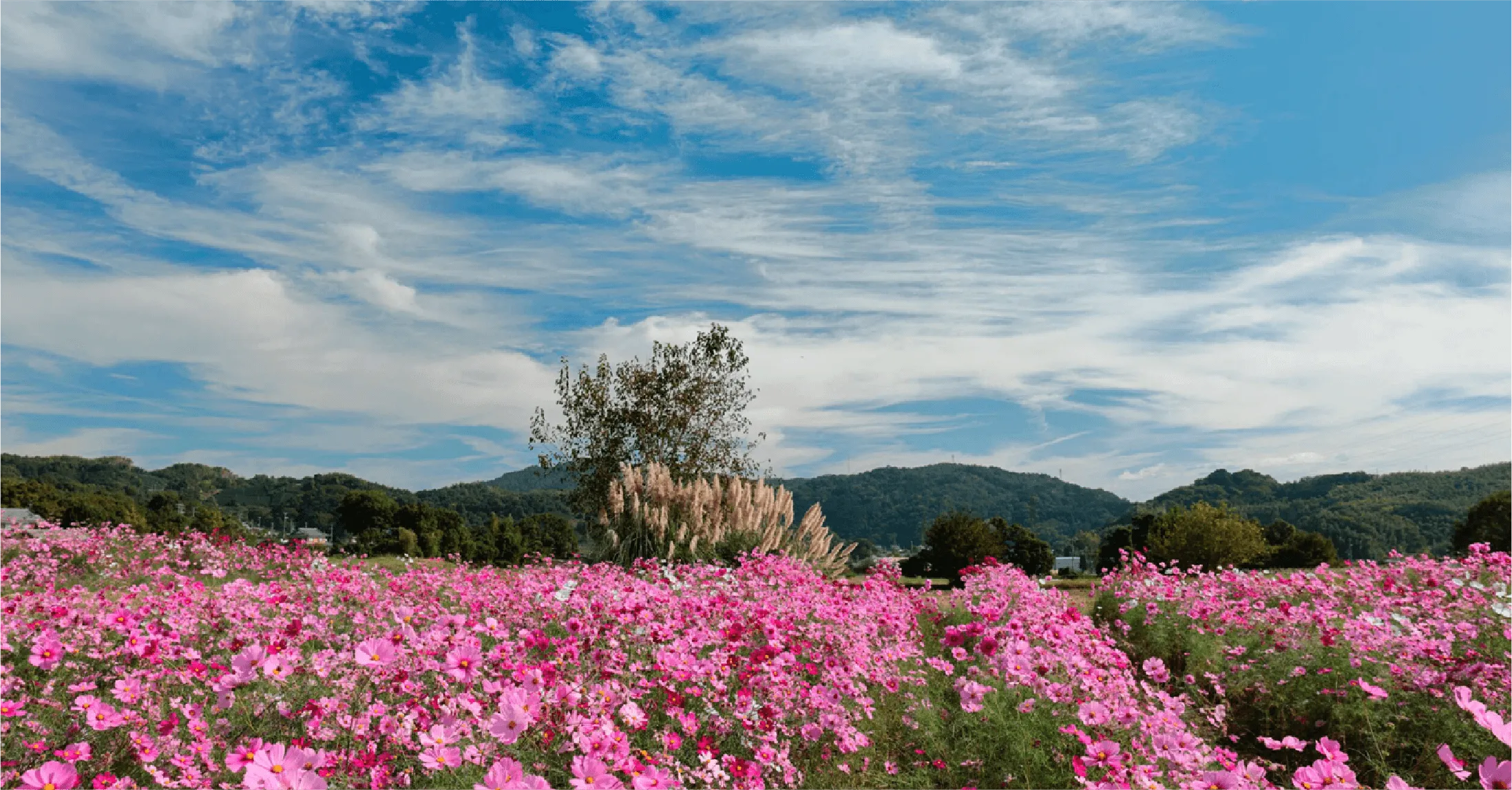 日本の原風景とコスモス